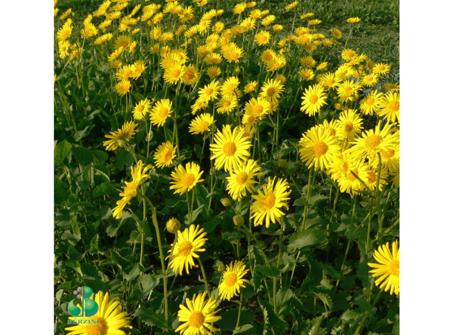 Doronicum orientale   'Magnificum'